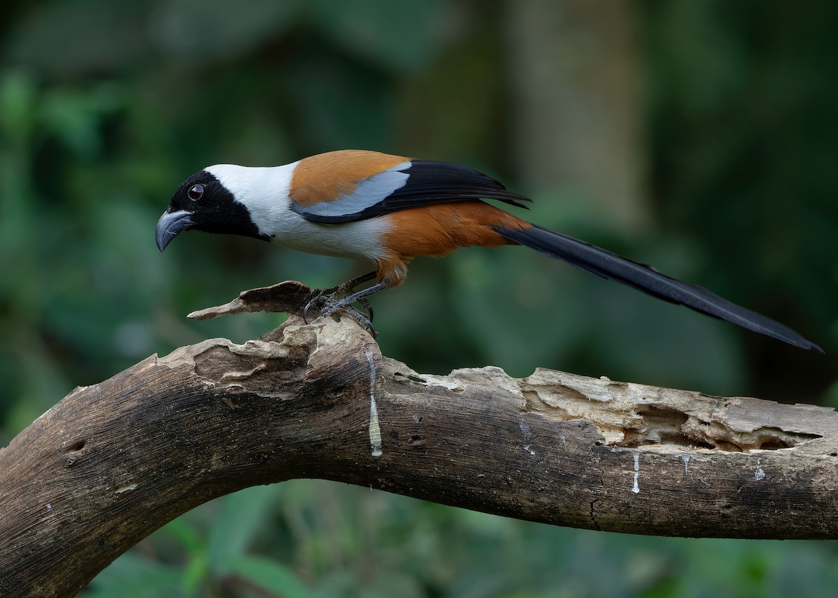 Collared Treepie - ML621779768