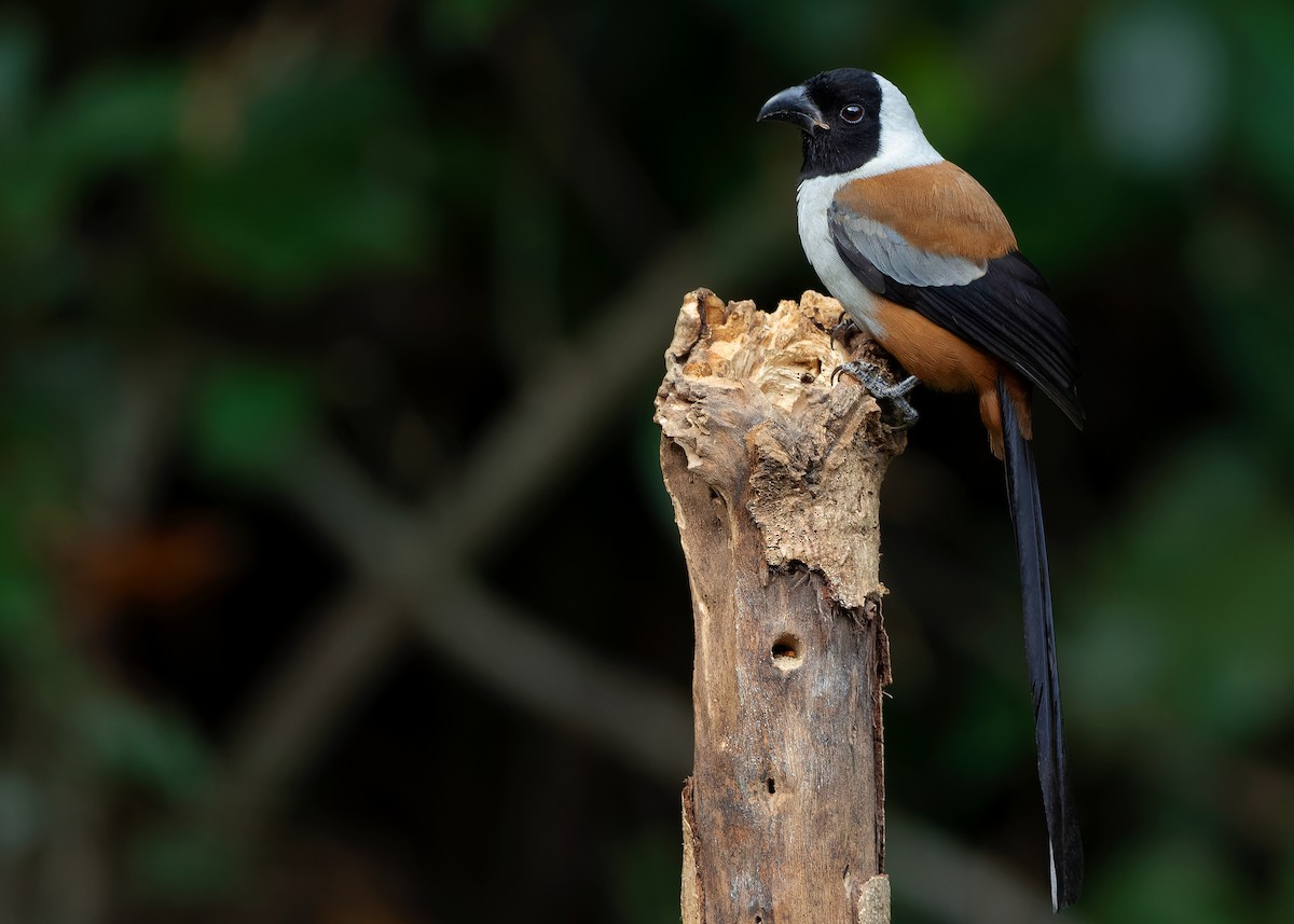 Collared Treepie - ML621779769