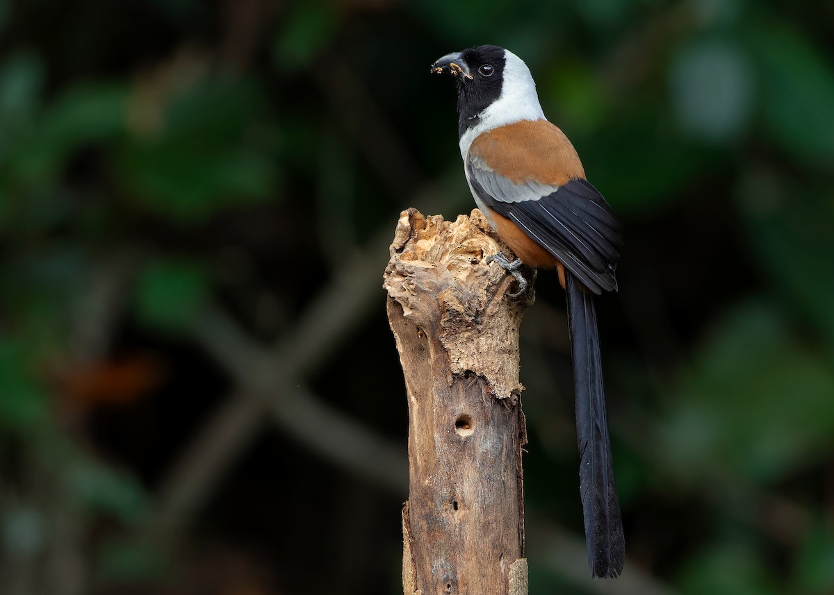 Collared Treepie - ML621779770