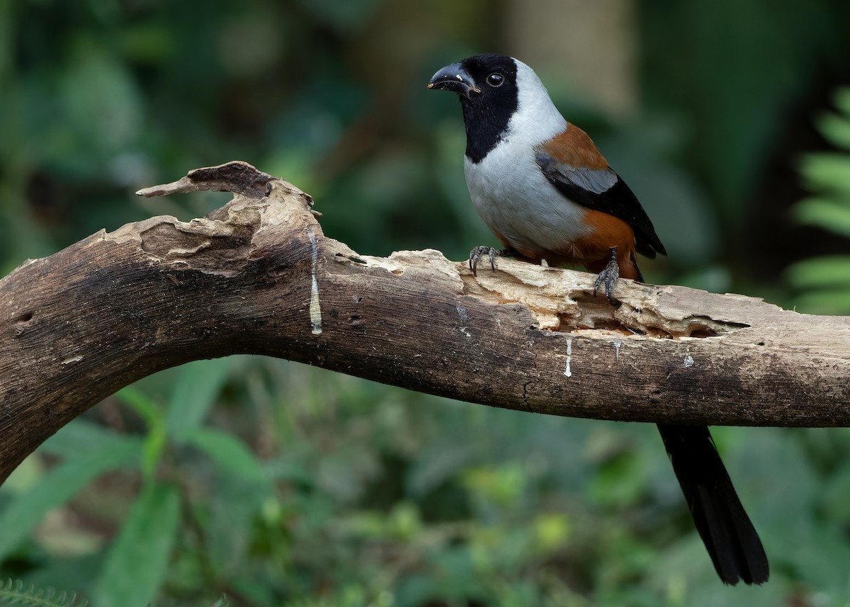 Collared Treepie - ML621779771