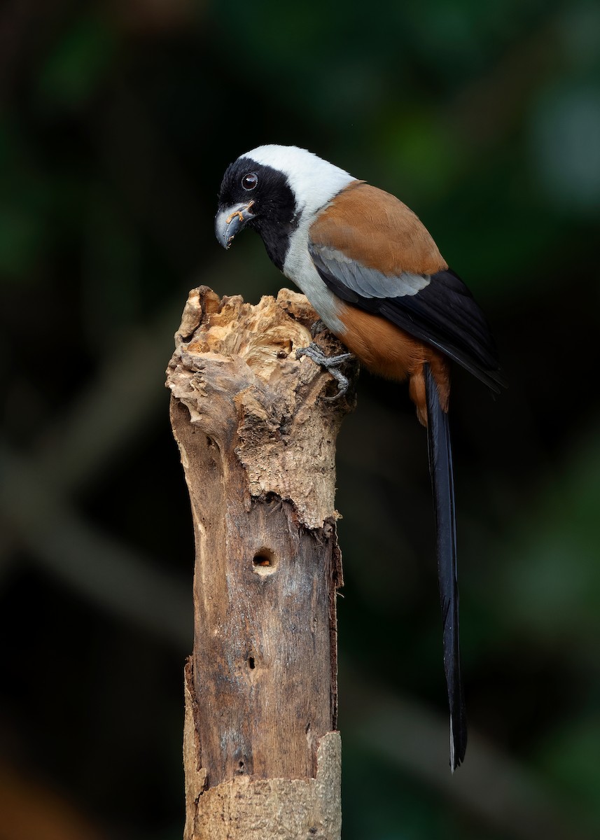 Collared Treepie - ML621779772