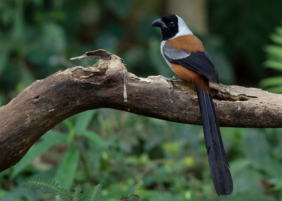 Collared Treepie - ML621779773