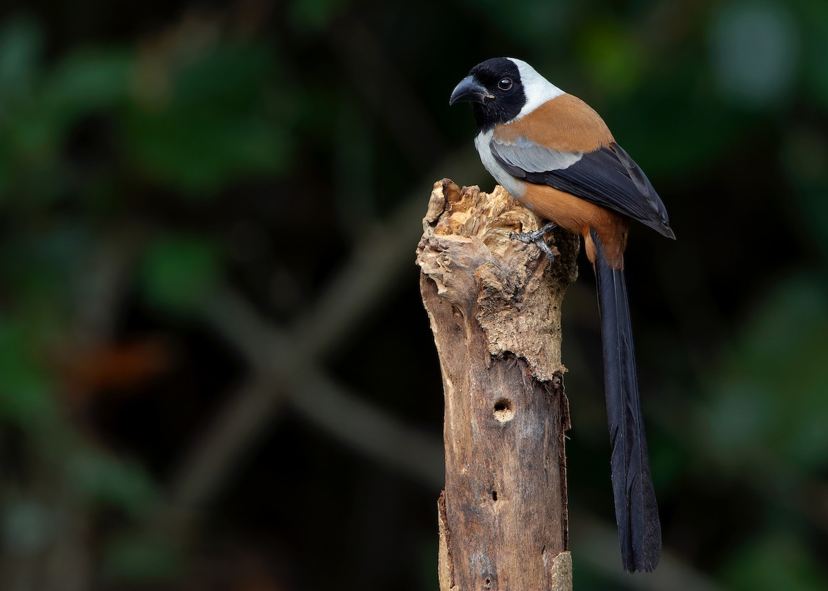 Collared Treepie - ML621779774