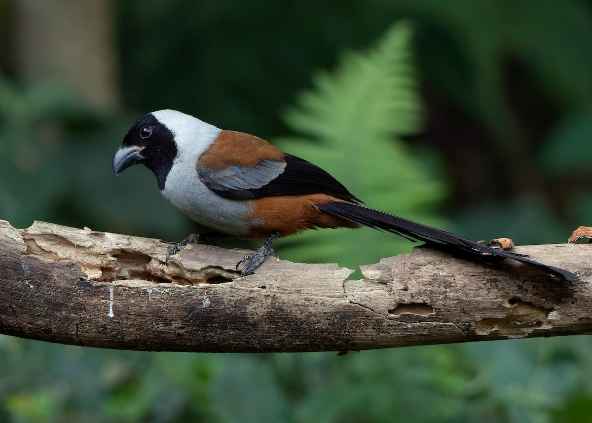 Collared Treepie - ML621779775