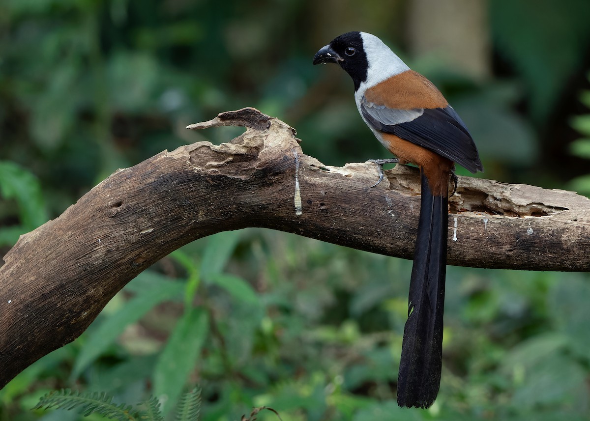 Collared Treepie - ML621779777