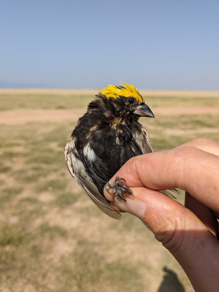 Yellow-crowned Bishop - ML621779821