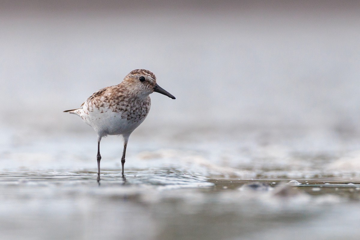 Calidris sp. (peep sp.) - ML621779832