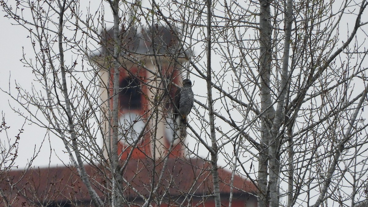 Eurasian Goshawk - Bruno Caula