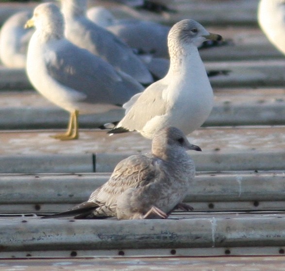 Short-billed Gull - ML621779904