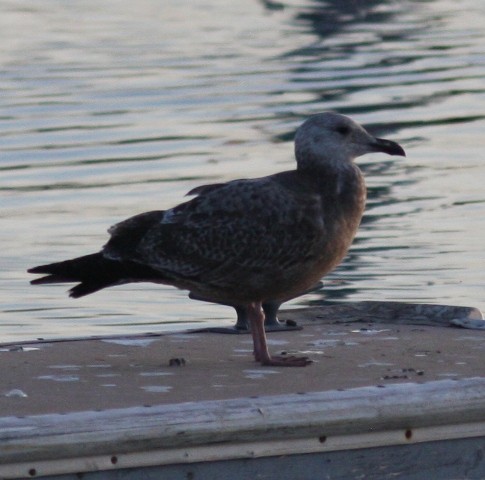 Gaviota Argéntea Americana - ML621780006