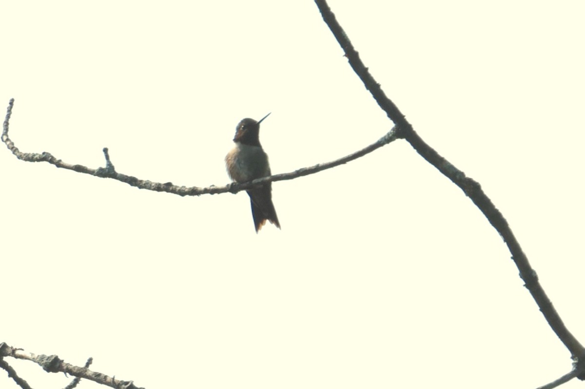 Ruby-throated Hummingbird - ML621780022