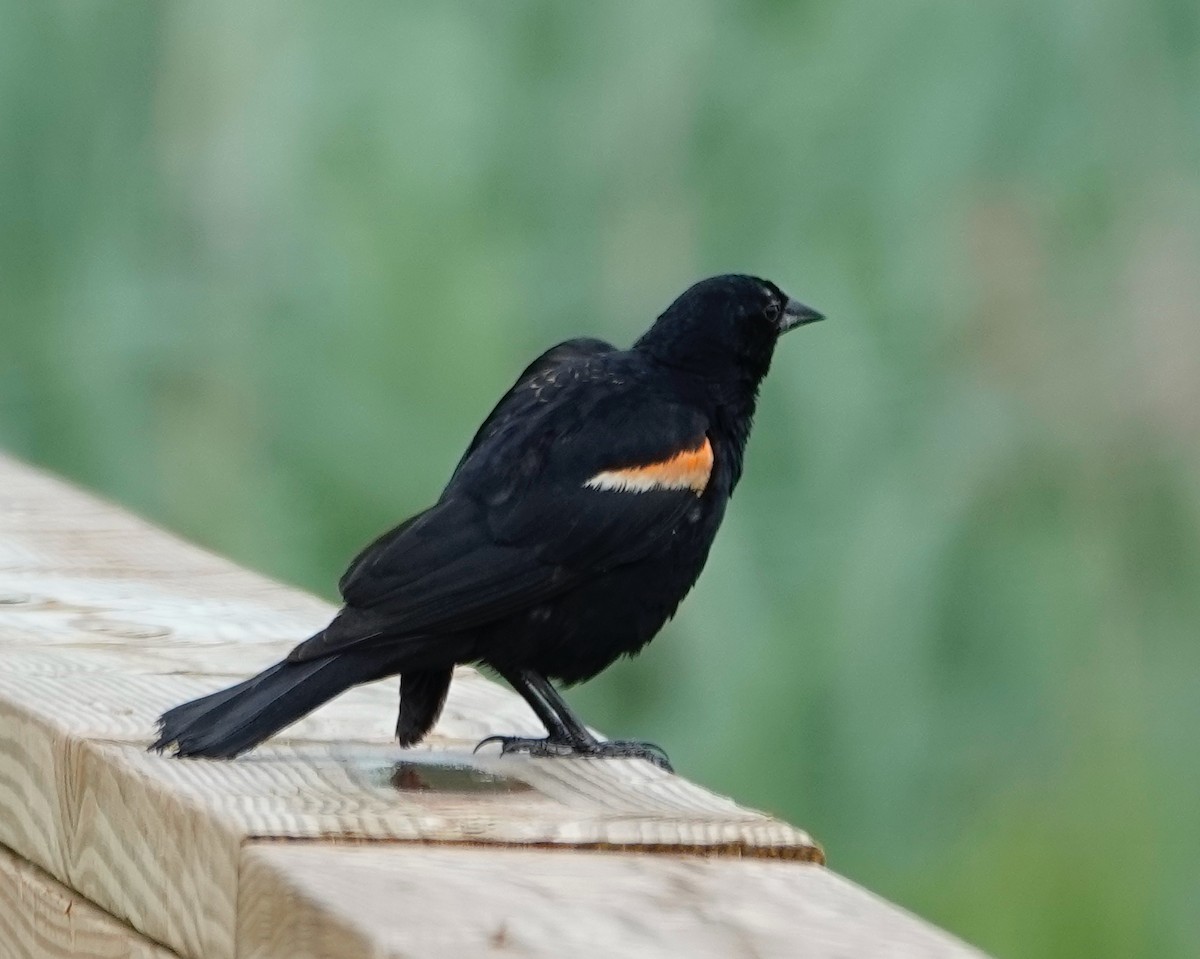 Red-winged Blackbird - Tom Gillen