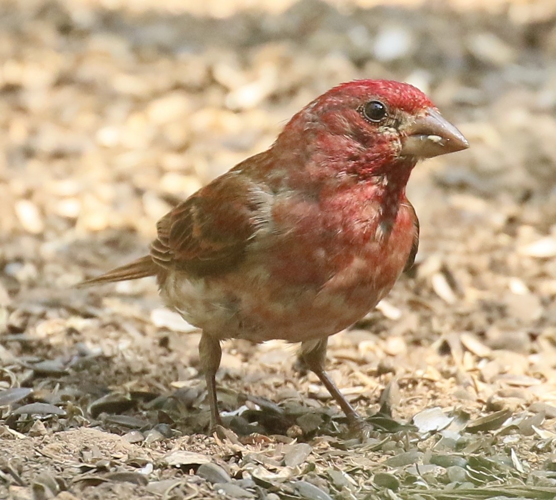 Purple Finch (Western) - ML621780042