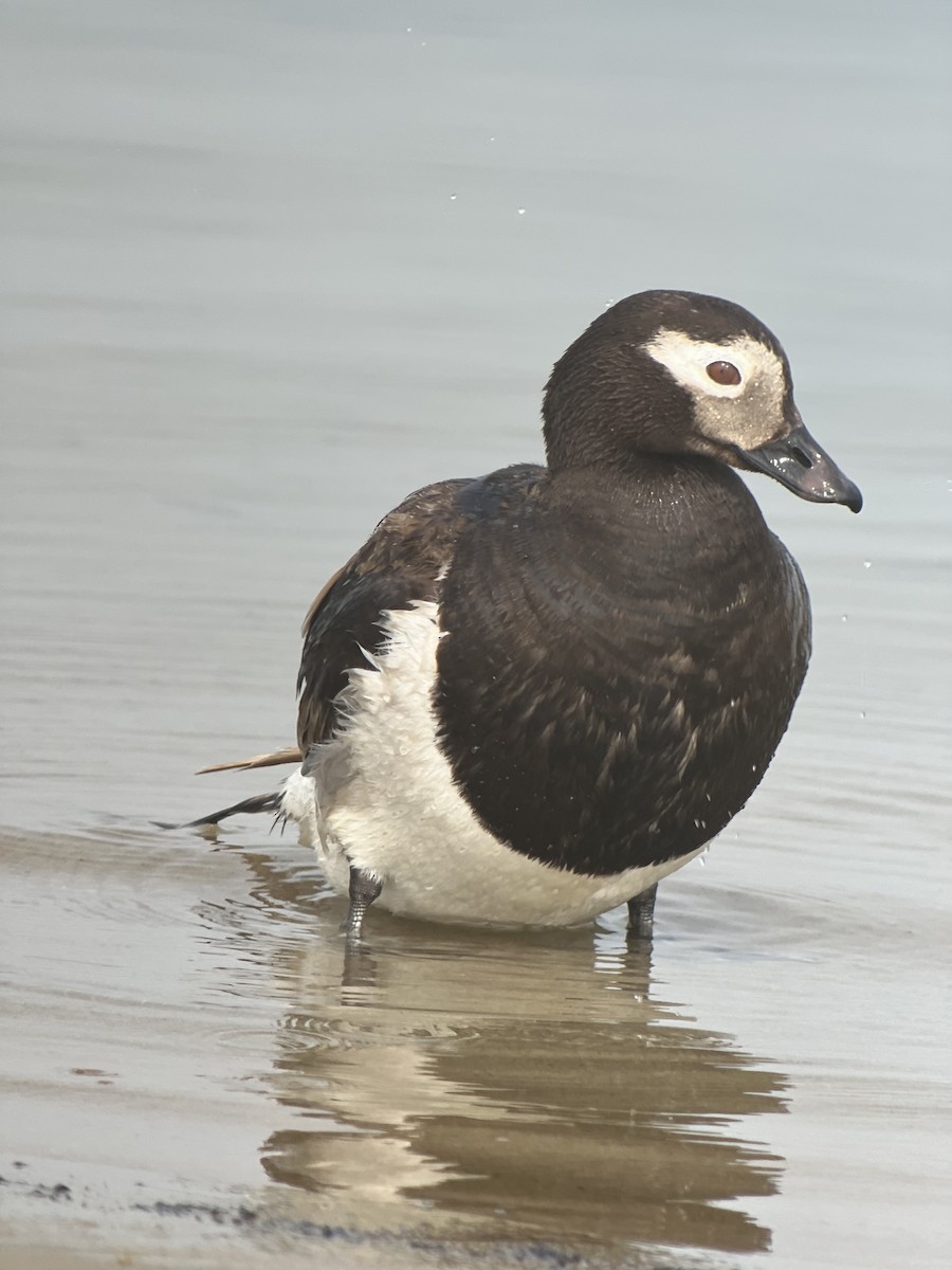 Long-tailed Duck - Rick Heil