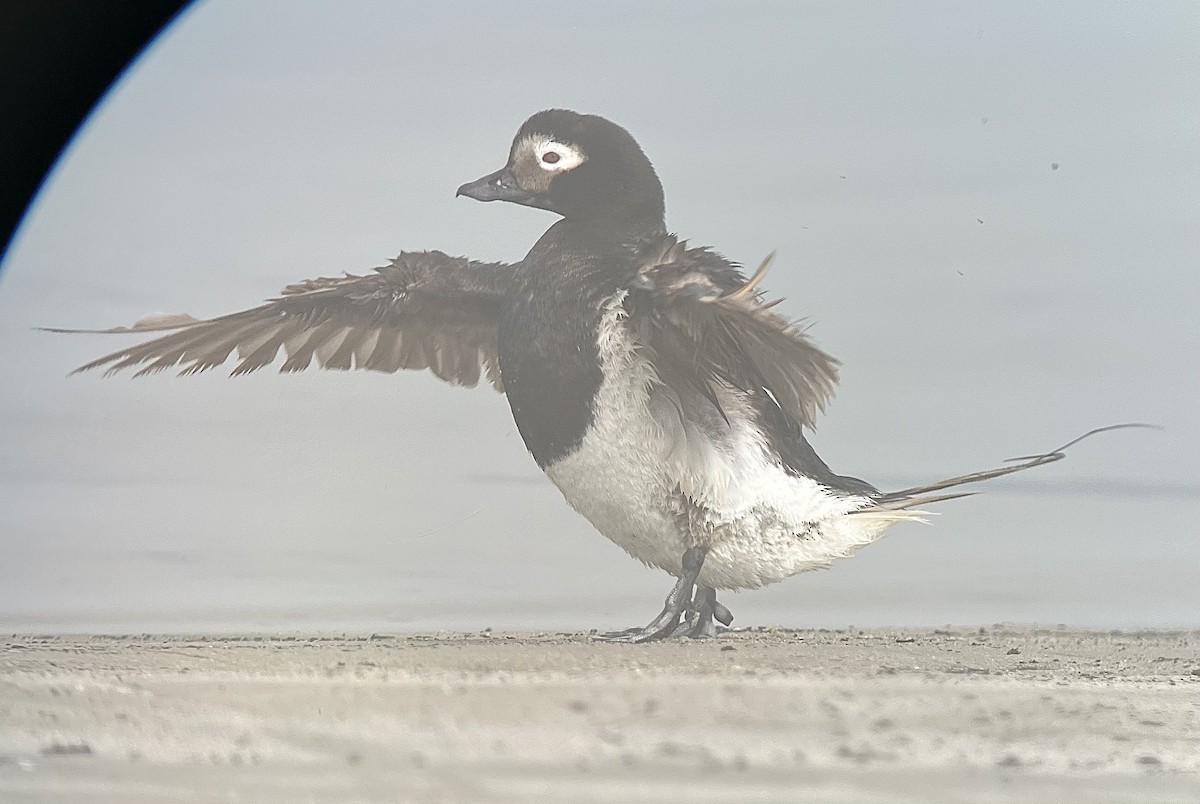 Long-tailed Duck - ML621780070