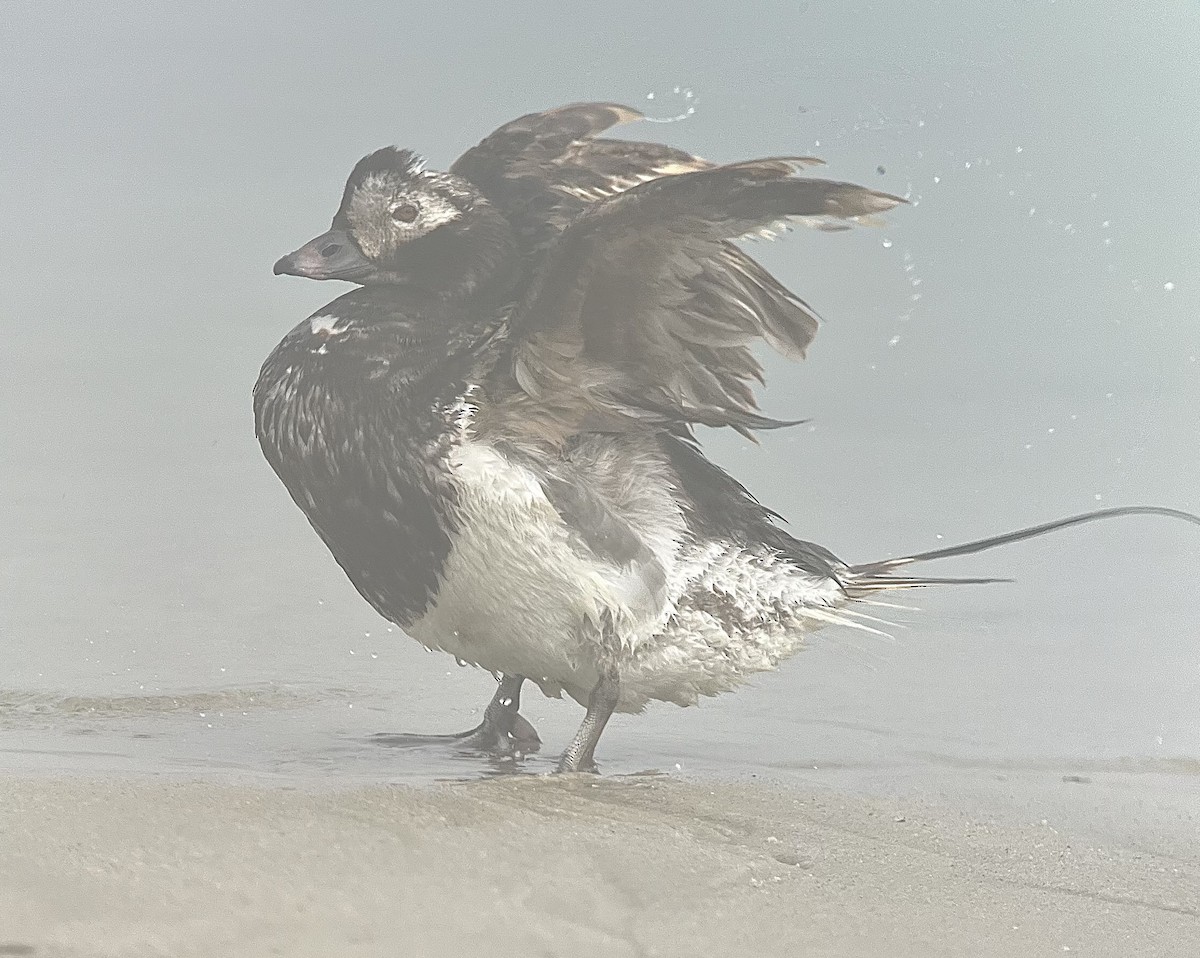 Long-tailed Duck - Rick Heil