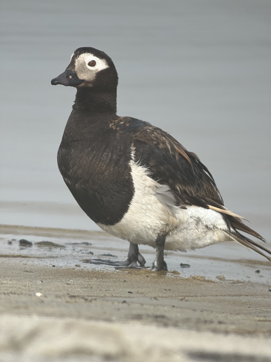 Long-tailed Duck - ML621780072