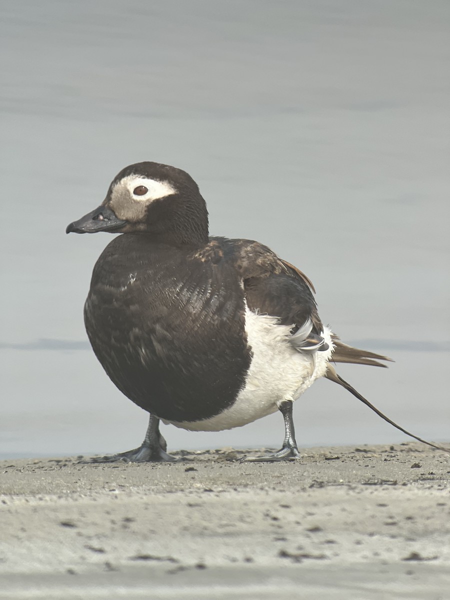 Long-tailed Duck - ML621780073