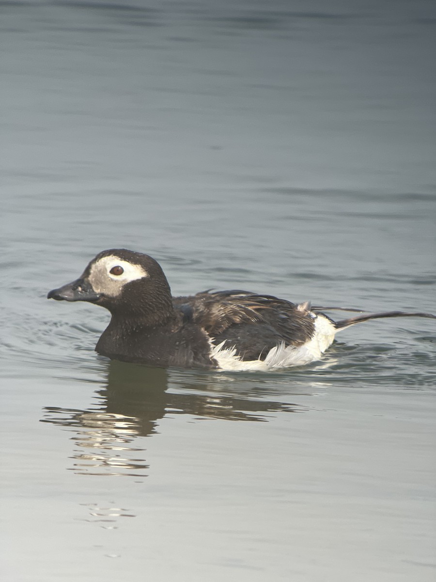 Long-tailed Duck - ML621780074