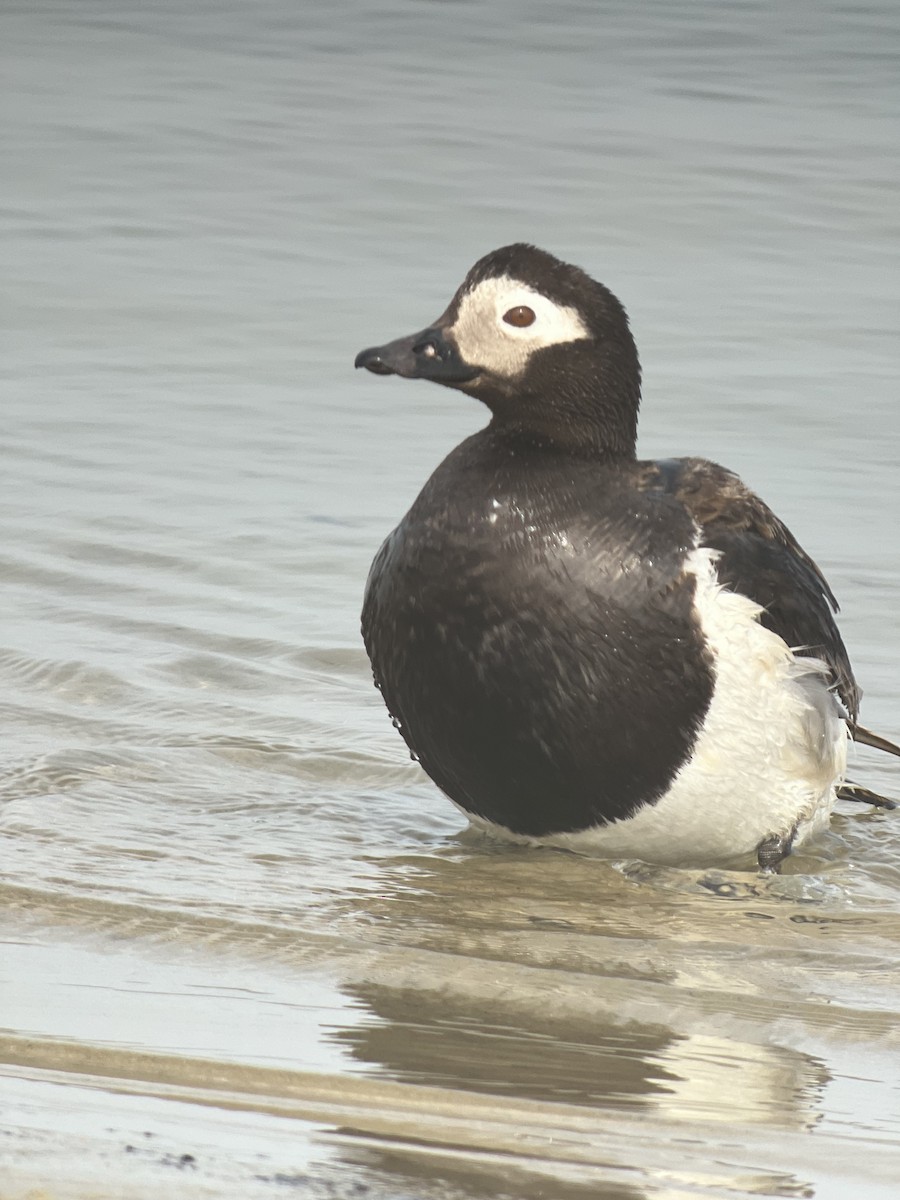 Long-tailed Duck - ML621780075