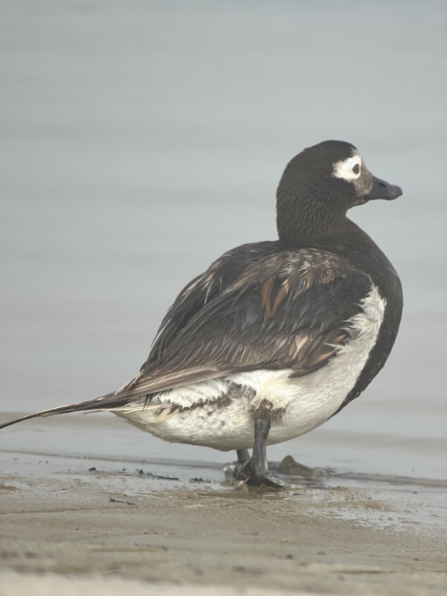 Long-tailed Duck - ML621780076