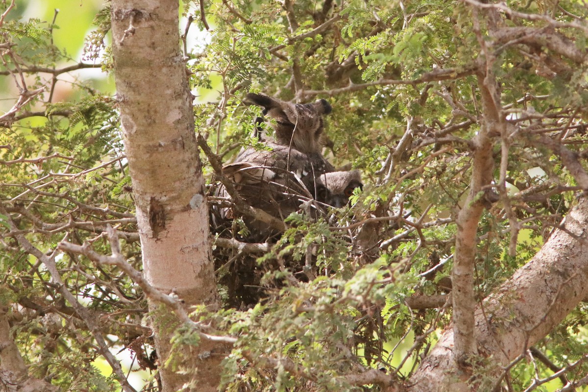 Northern White-faced Owl - ML621780077