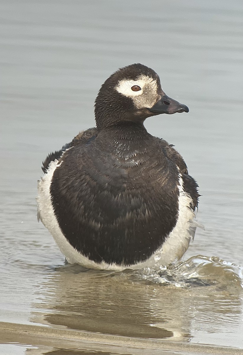 Long-tailed Duck - ML621780079