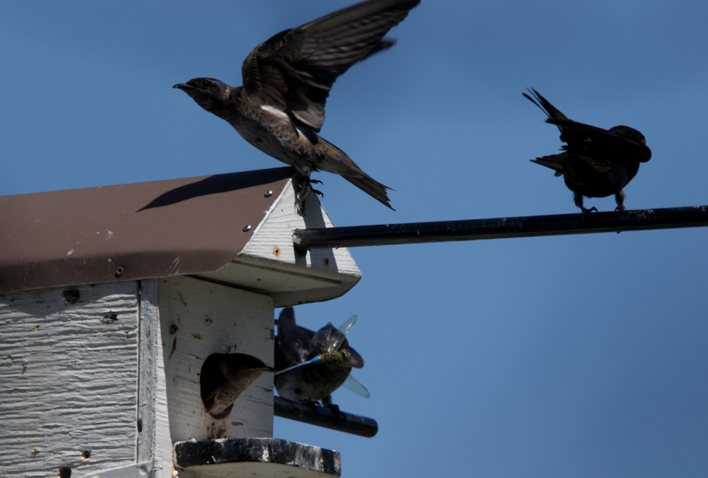 Purple Martin - ML621780088