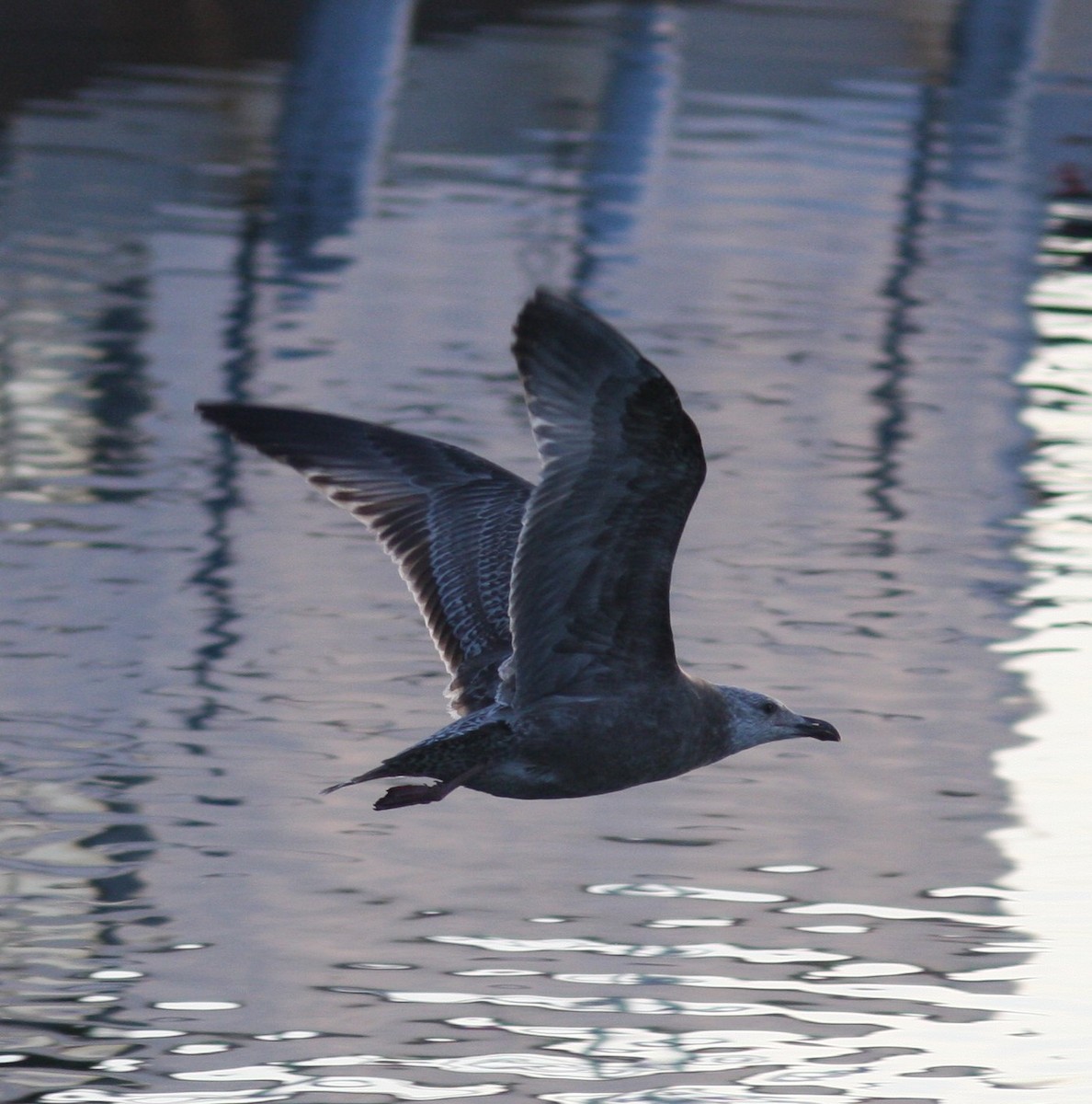 Herring Gull (American) - David Vander Pluym