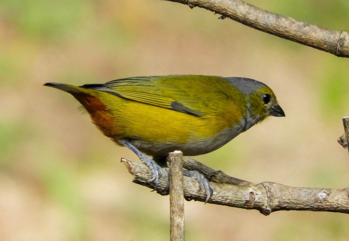 Orange-bellied Euphonia - ML621780113