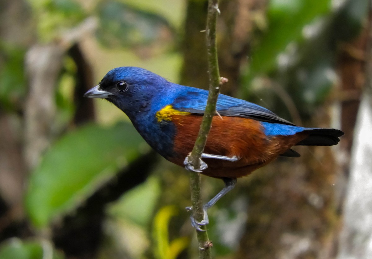 Orange-bellied Euphonia - ML621780114