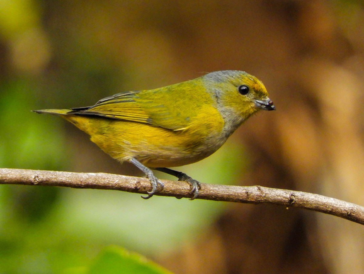 Chestnut-bellied Euphonia - ML621780137