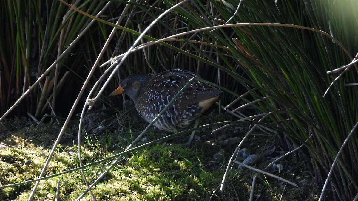 Spotted Crake - ML621780161