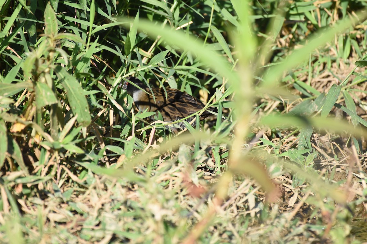 Ash-throated Crake - Giusepe Donato