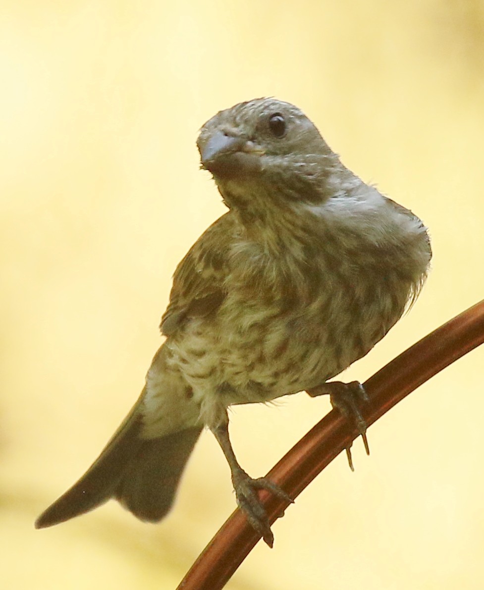 Purple Finch (Western) - ML621780205