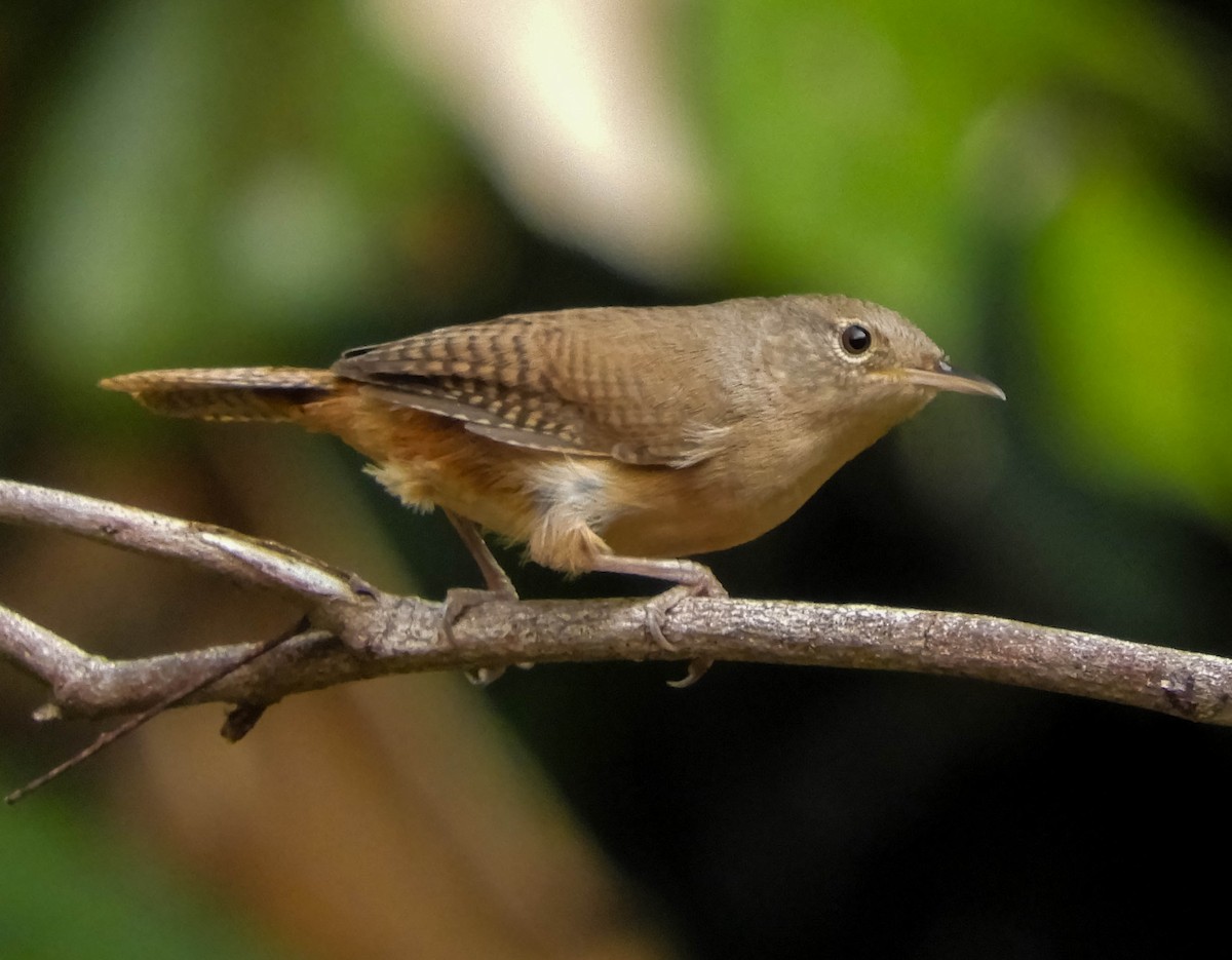 Southern House Wren - ML621780217