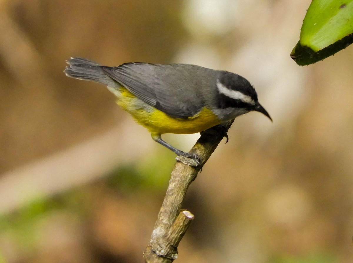 Bananaquit - ML621780225