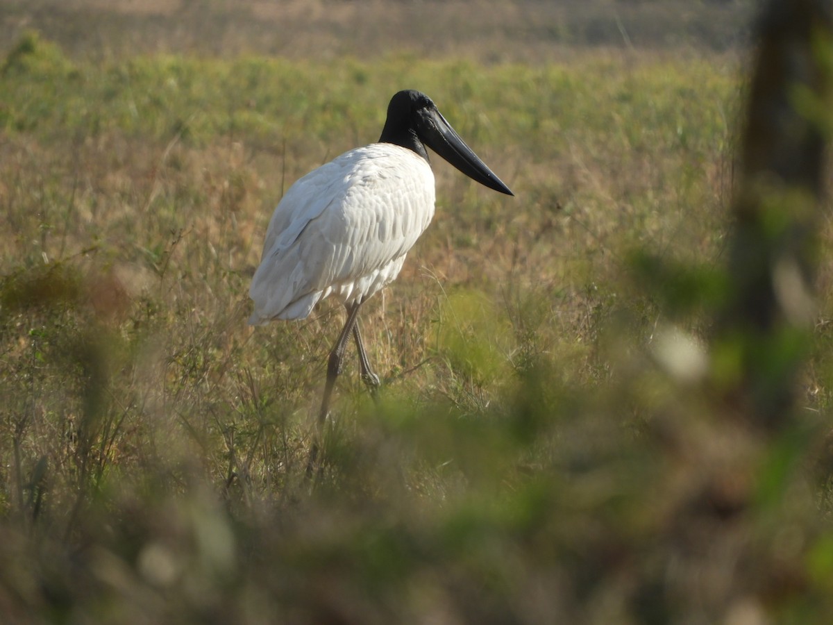 Jabiru - ML621780298