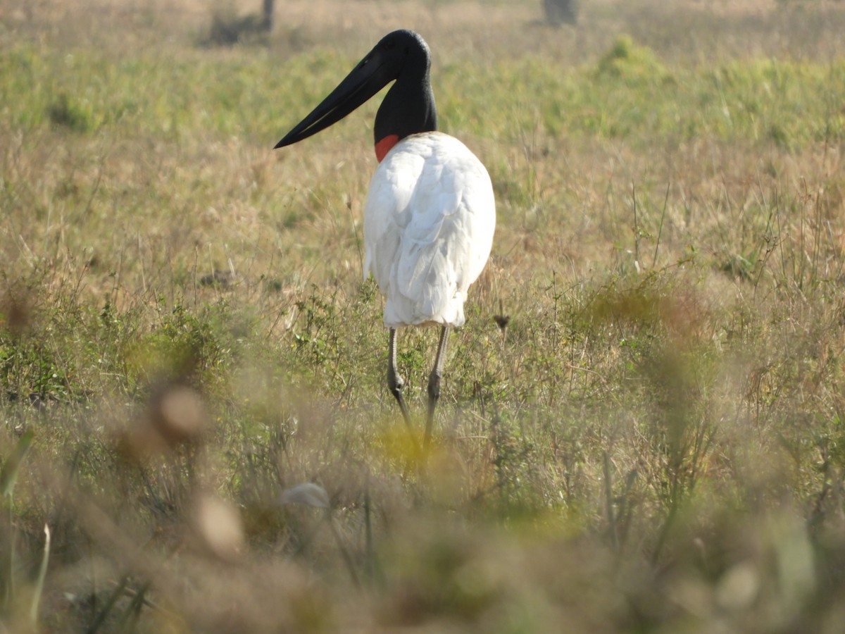 Jabiru - ML621780299