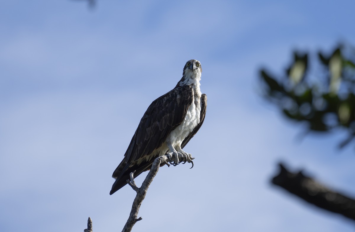 Osprey - Joni Reeder