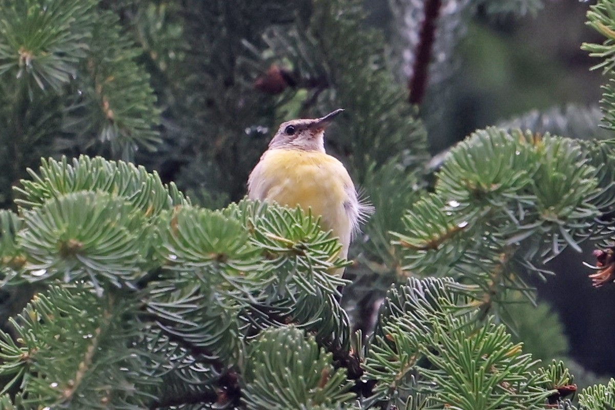 Gray Wagtail - ML621780413