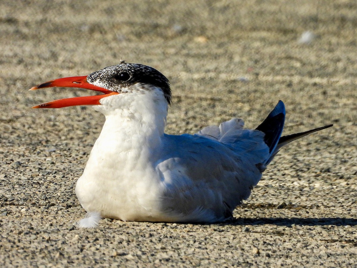 Caspian Tern - Ron Pozzi