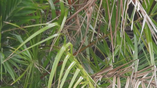 Yellow-bellied Prinia - ML621780472