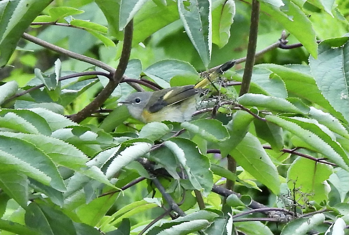 American Redstart - ML621780523