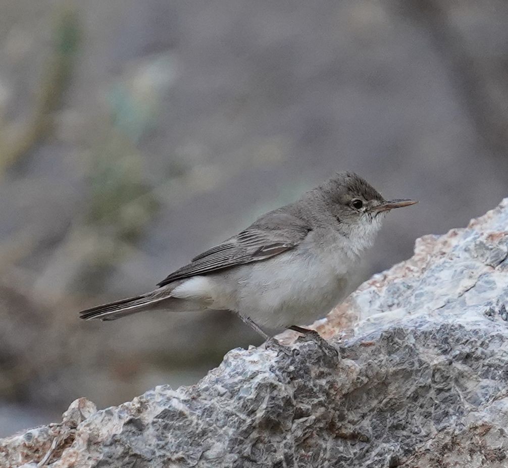 Upcher's Warbler - Hamidreza Rezaei