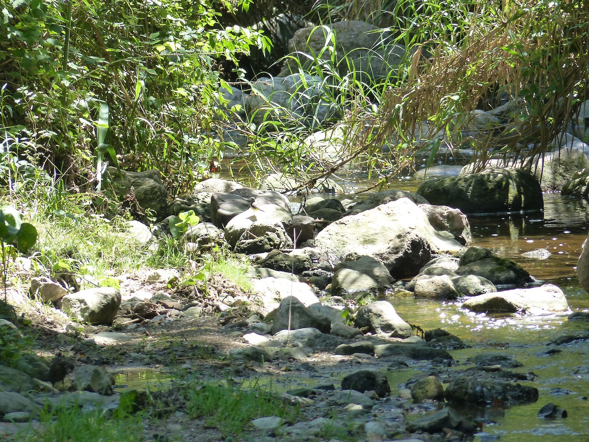 Gray Wagtail - ML621780604