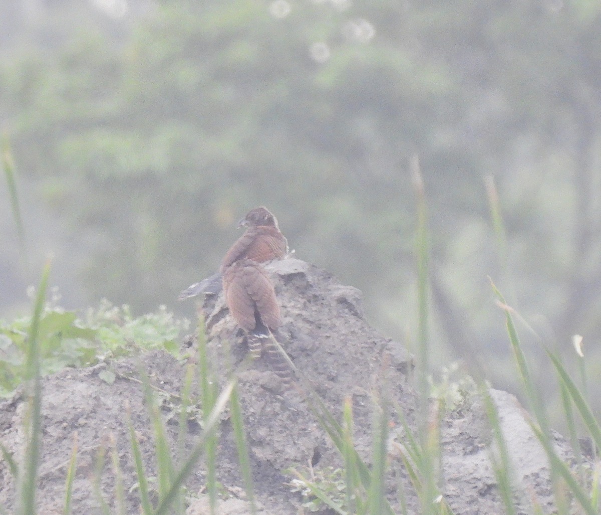 Lesser Coucal - ML621780610