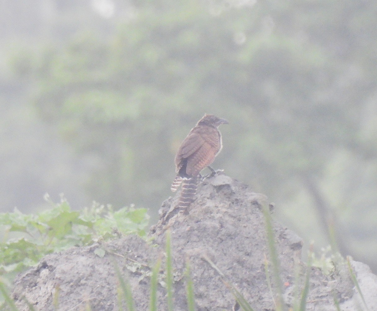 Lesser Coucal - ML621780611