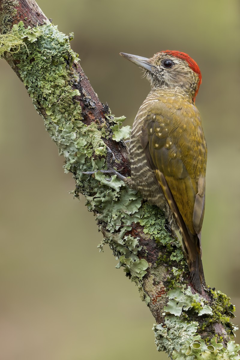 Dot-fronted Woodpecker - ML621780624