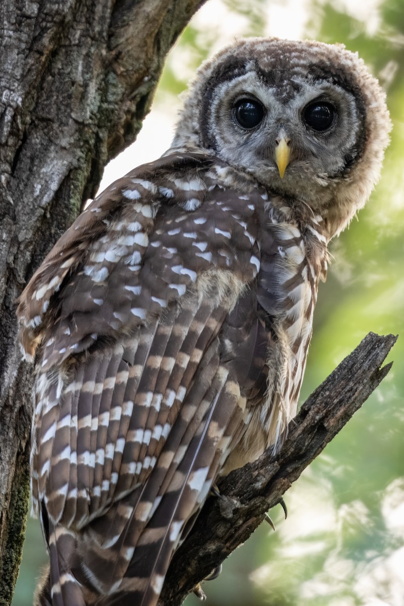 Barred Owl - ML621780635